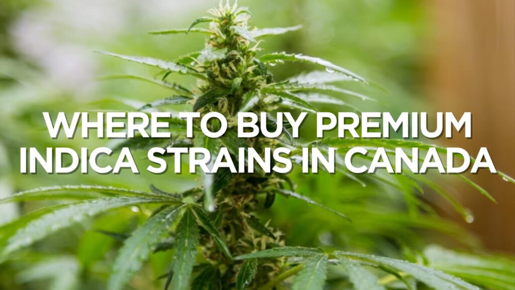 Where To Buy Premium Indica Strains In Canada