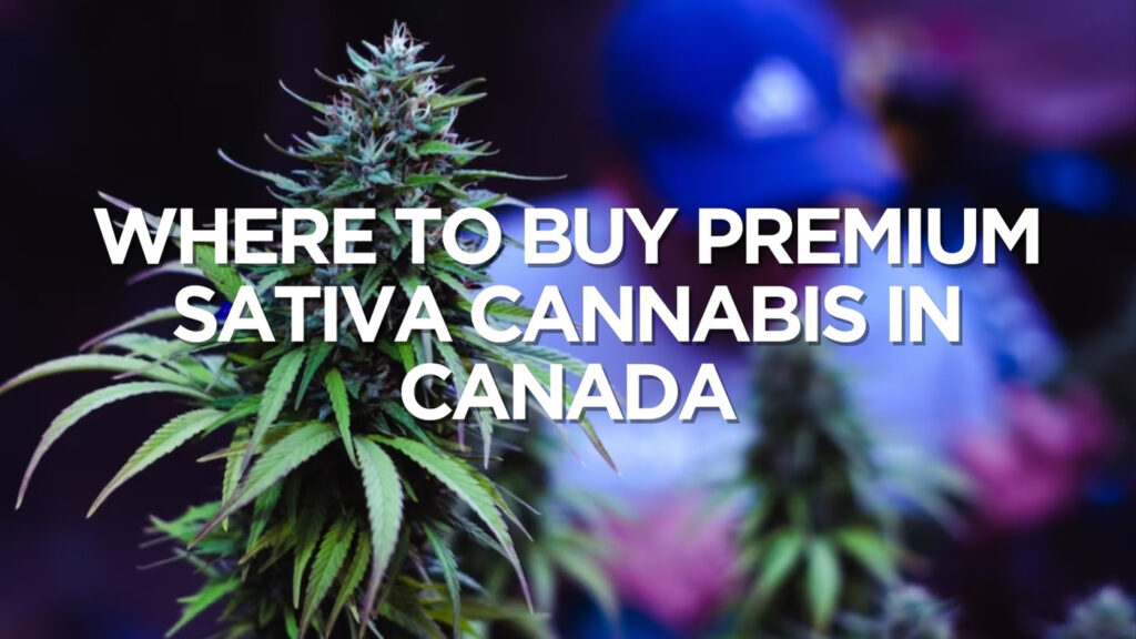 Where To Buy Premium Sativa Cannabis In Canada