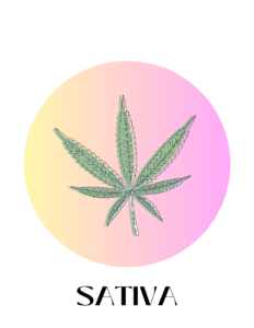 Sativa