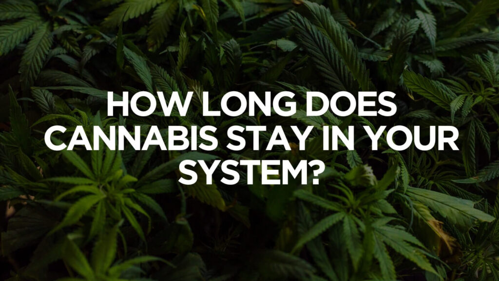 How Long Does Cannabis Stay In Your System?