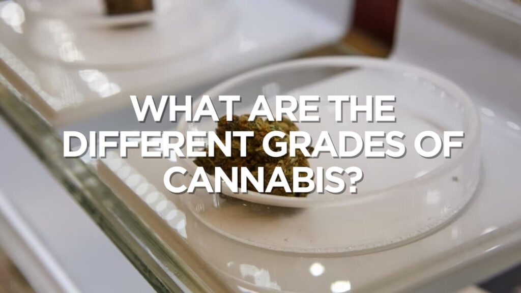 What Are The Different Grades Of Cannabis?