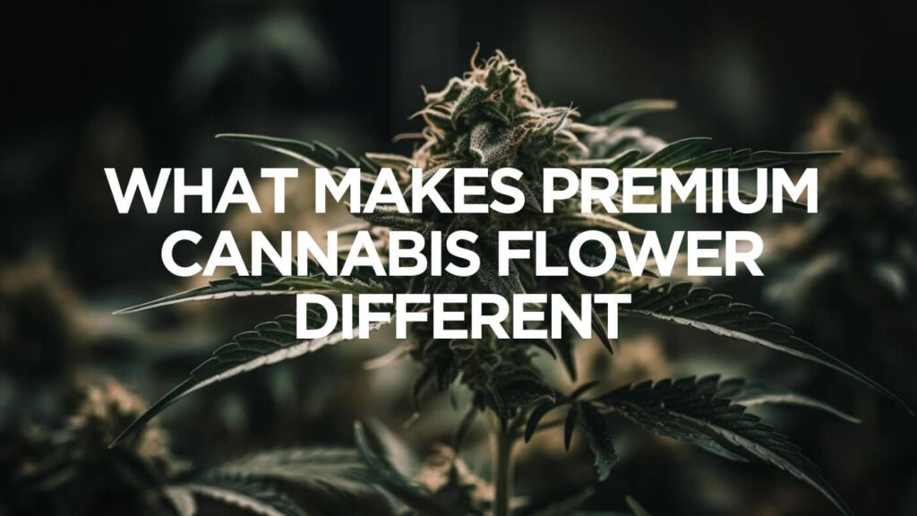 What Makes Premium Cannabis Flower Different From Other Dispensary Flower?