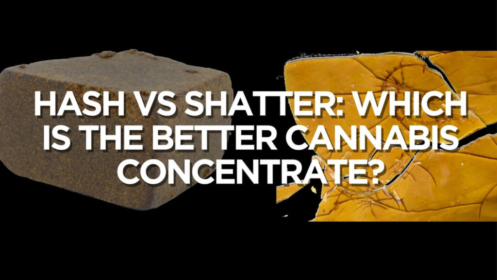 Hash Vs Shatter: Which Is The Better Cannabis Concentrate?