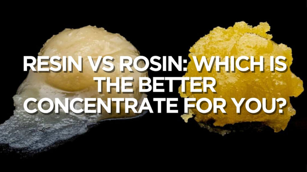 Resin Vs Rosin: Which Is The Better Concentrate For You?