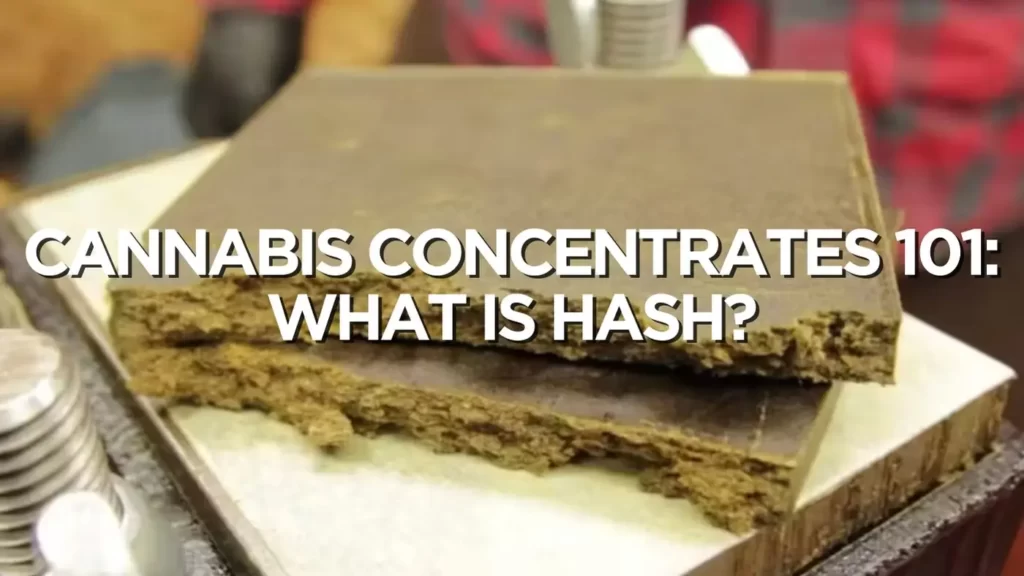 Cannabis Concentrates 101: What Is Hash?