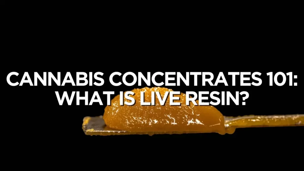 Cannabis Concentrates 101: What Is Live Resin?