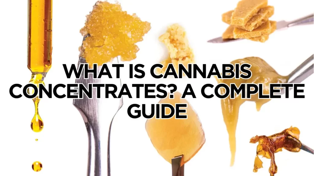 What Is Cannabis Concentrates? A Complete Guide
