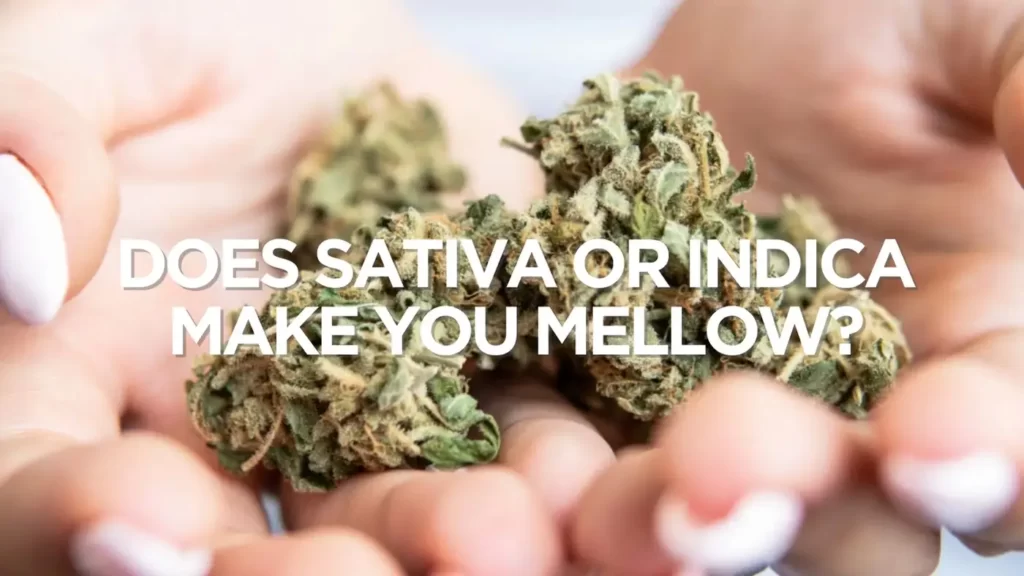 Does Sativa Or Indica Make You Mellow?