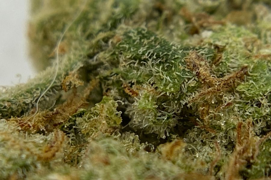 Oganic Romulan Quad Strain